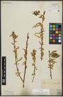 Foto von Salix alba subsp. vitellina (L.) Arcang.